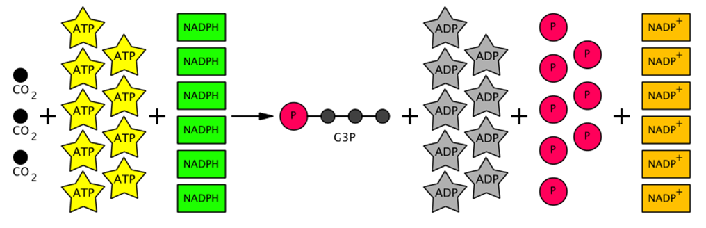 overall equation of the Calvin cycle