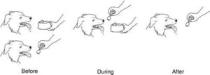 Unconditioned stimulus - Definition and Examples - Biology Online ...