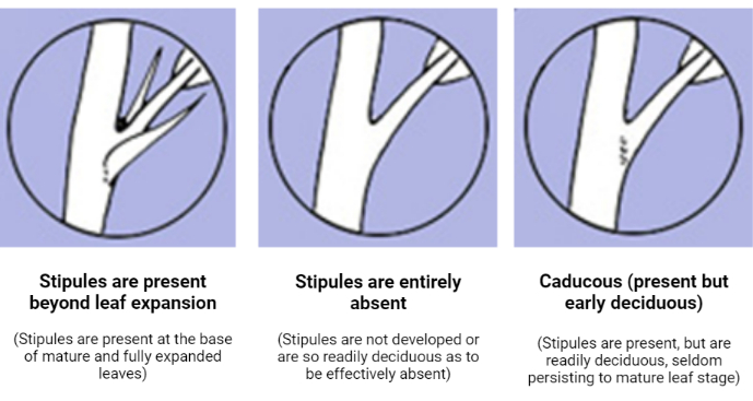 presence and absence of stipules in leaves