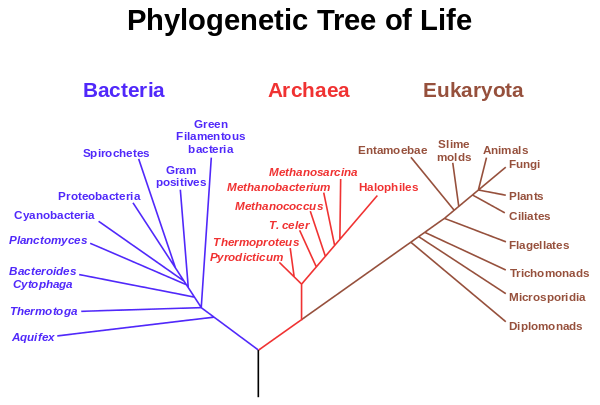 3 domains of life