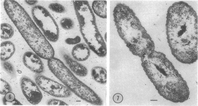 Binary fission
