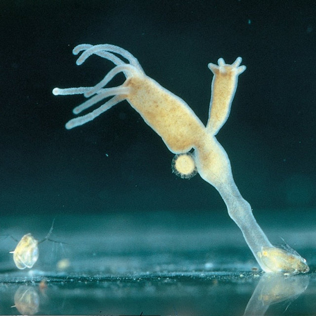 Budding in hydra