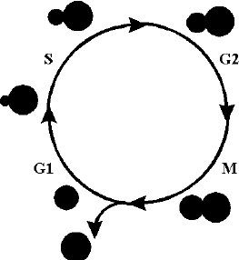 Budding in yeast