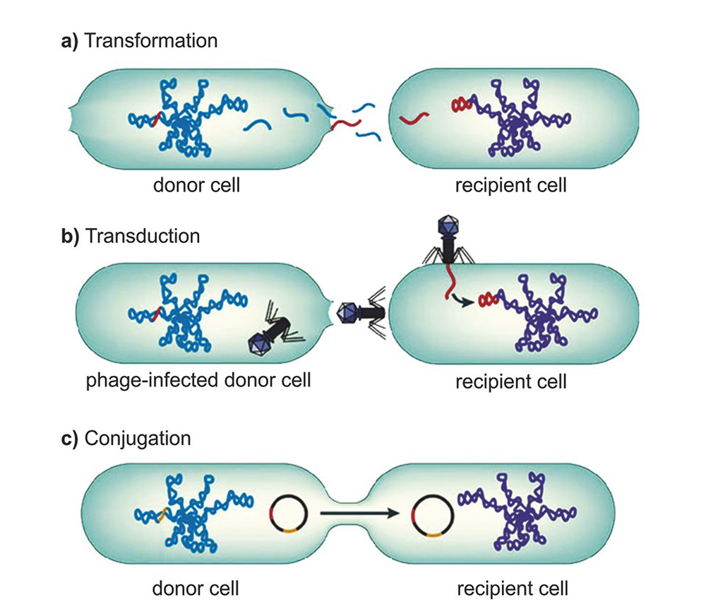 Conjugation in prokaryotes
