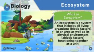 Ecosystem definition and example