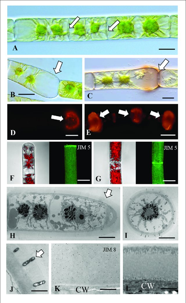 Fragmentation in alga