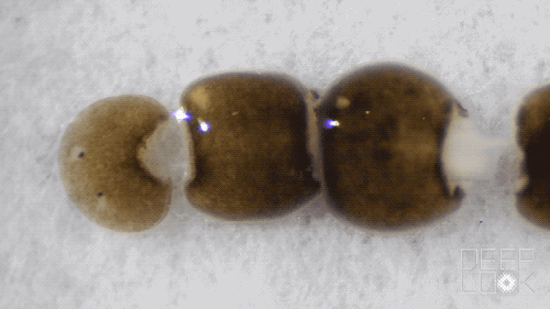Fragmentation in planarians