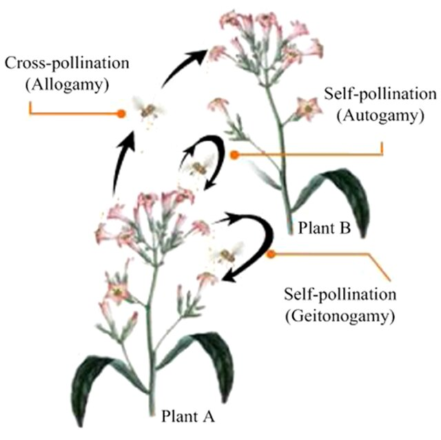 Geitonogamy associated with self-pollination and self-fertilization
