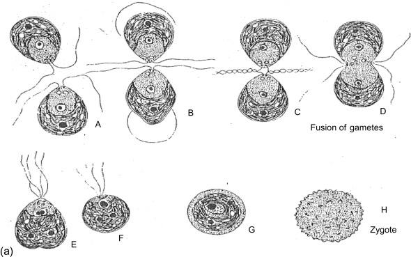 Isogametes in green alga
