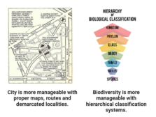 Kingdom in biological classification systems