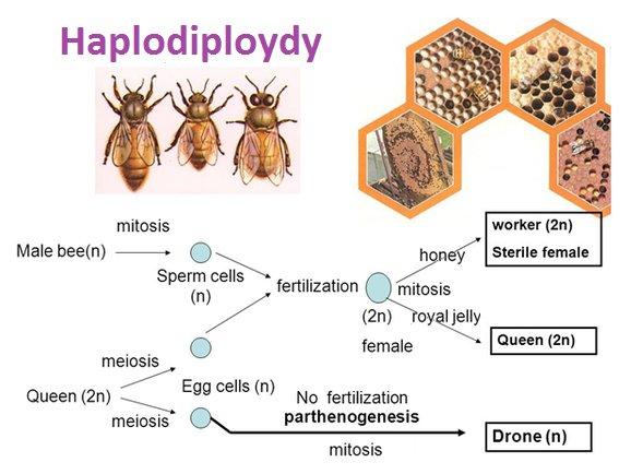 Parthenogenesis in bees