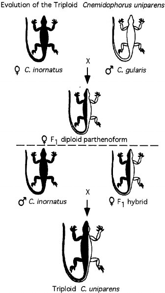 Parthenogenesis in whiptail lizards