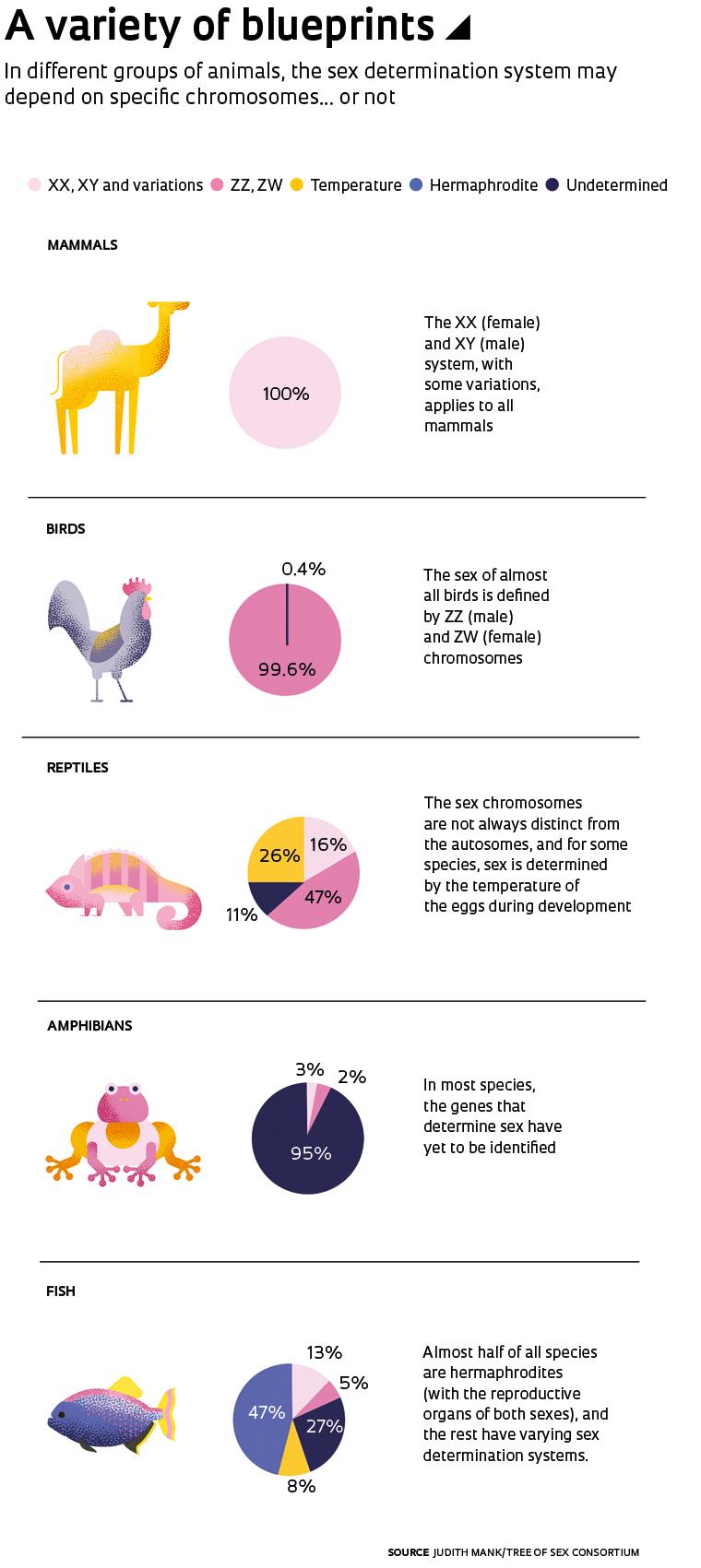 Sex determination across different animals