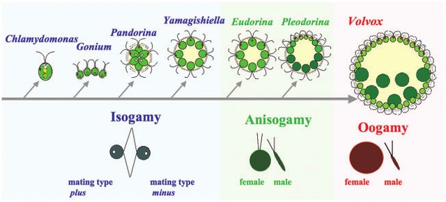 Sexual reproduction in anisogamous species