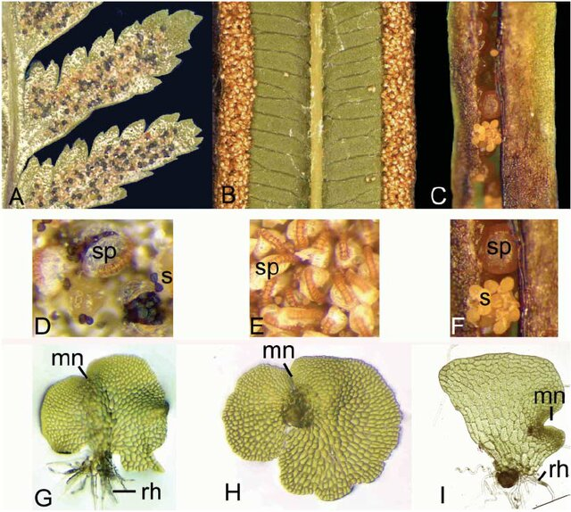 Spore formation in Pteridophytes