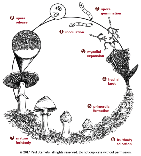 Spore formation in mushrooms