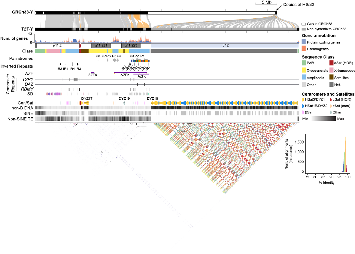 Y chromosome sequenced