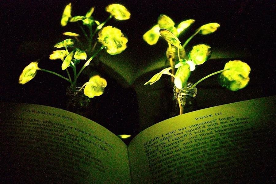nanobionic light-emitting plant