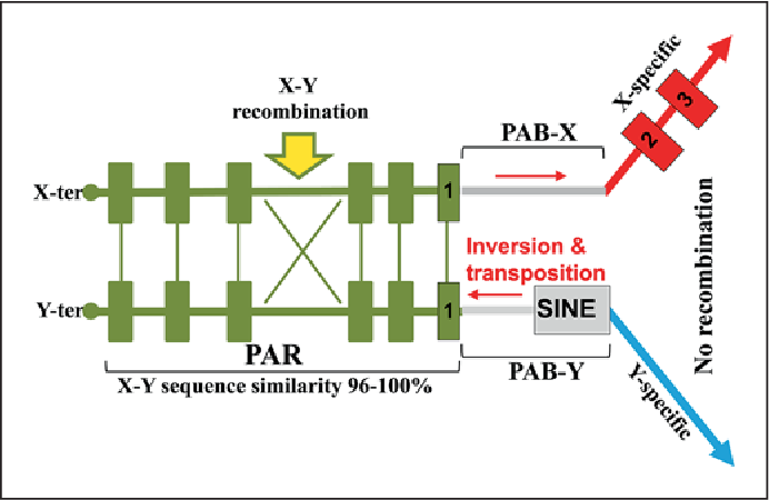 pseudoautosomal region