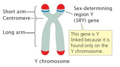 sex-linked gene