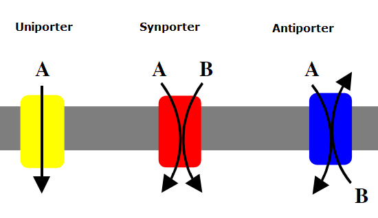 Active transport - Definition and Examples - Biology Online Dictionary Active transport - Definition and Examples - Biology Online Dictionary
