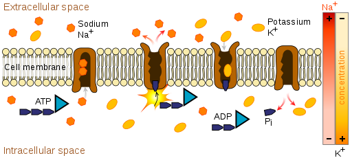 transport active biology dictionary definition primary examples