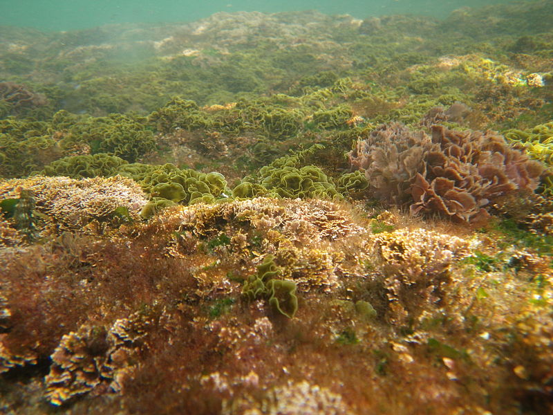 photosynthetic algae.