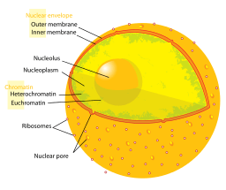 Anatomy of the nucleus