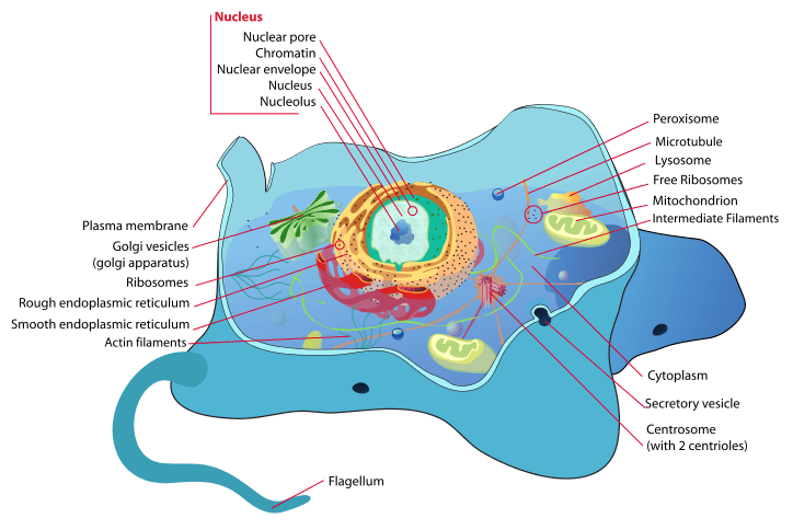 chloroplast in animal cell