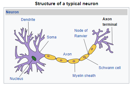 The different parts of a neuron - diagram