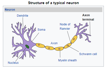 Figure 3: Structure of a typical neuron