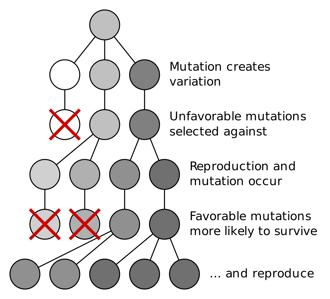mutation diagram