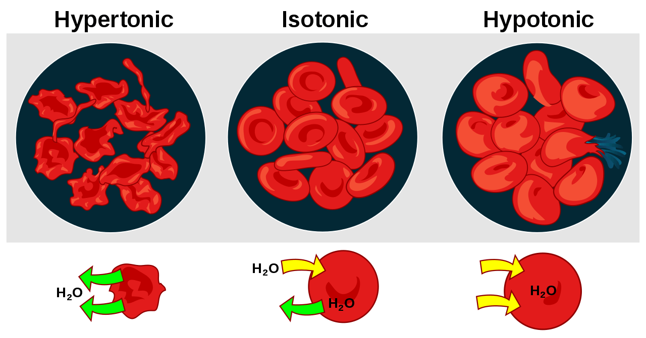 red blood cells and tonicity diagram