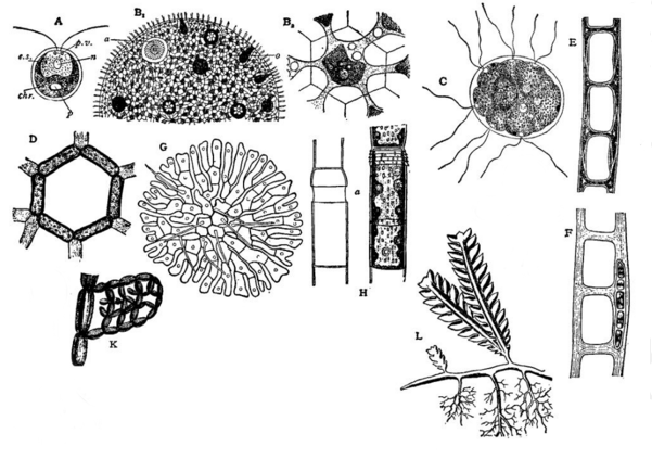 common chlorophytes
