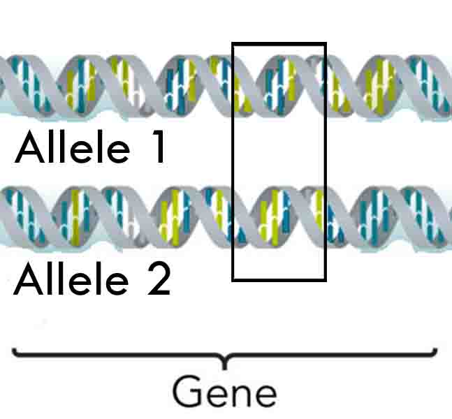 alleles and gene