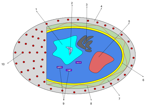 Diatom Labeled Diagram