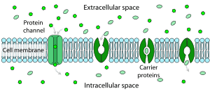diffusion in biological membrane diagram