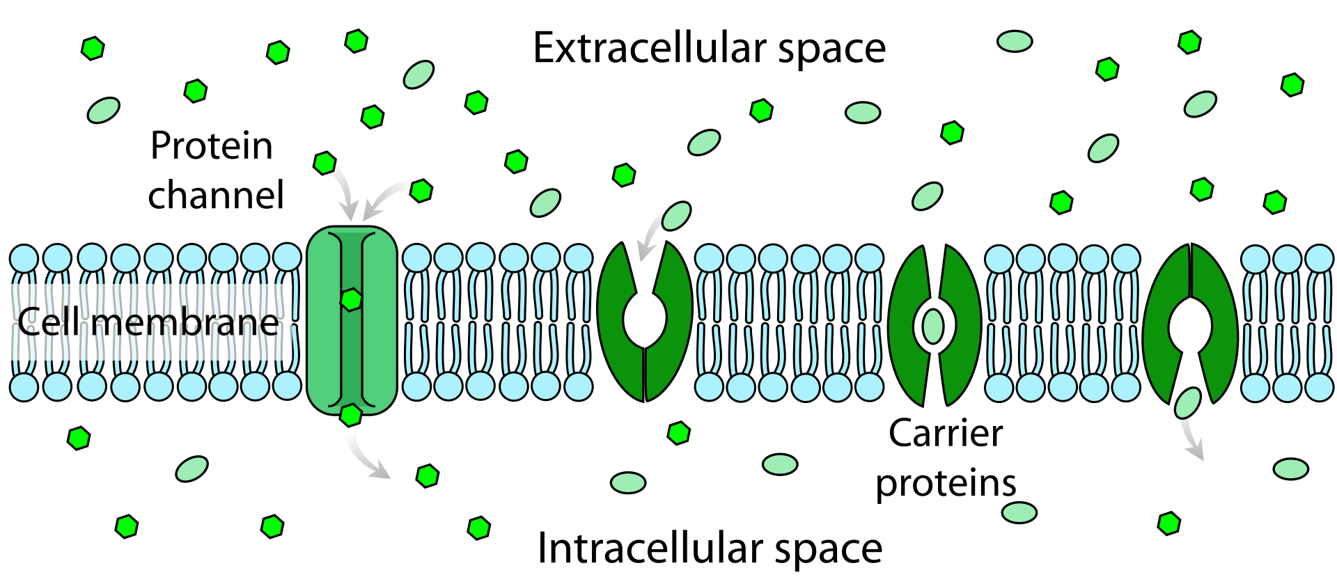 Facilitated diffusion Definition and Examples Biology Online Dictionary