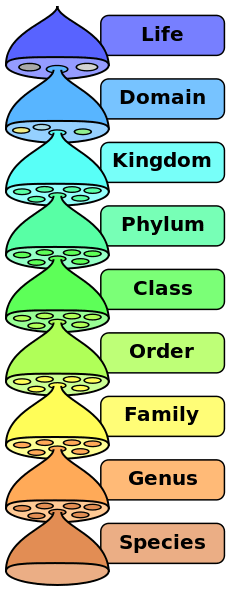 taxonomic ranks
