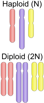 haploid vs diploid 