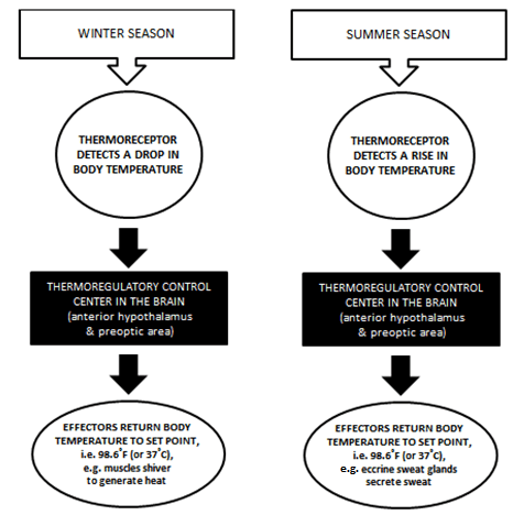 Thermoregulation mechanism diagram