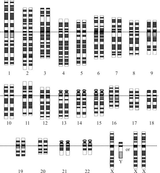 human karyotype