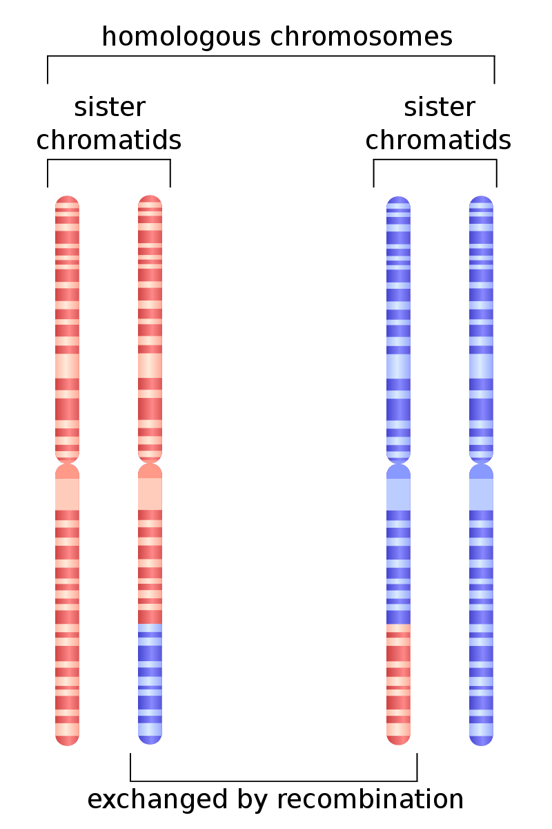  difference in composition of homologous chromosomes and sister chromatids