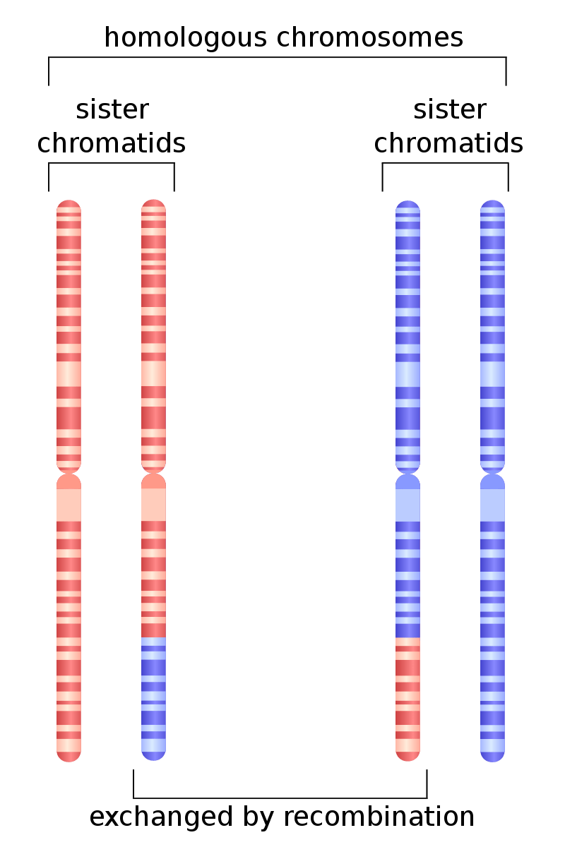 homologous chromosomes