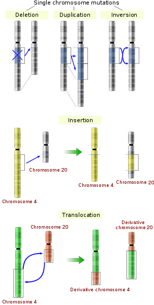 single chromosome mutations