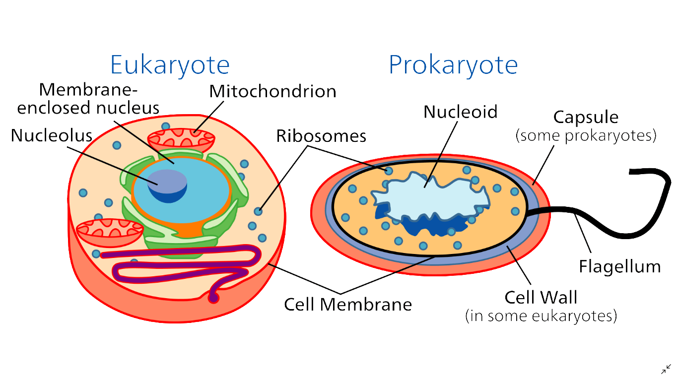 cell membrane of eukaryote and prokaryote