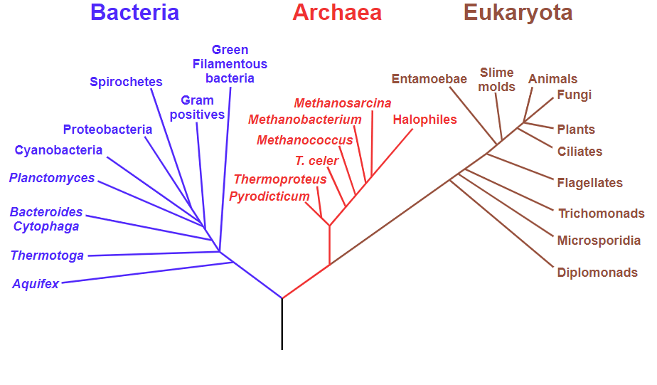 phylogenetic tree diagram