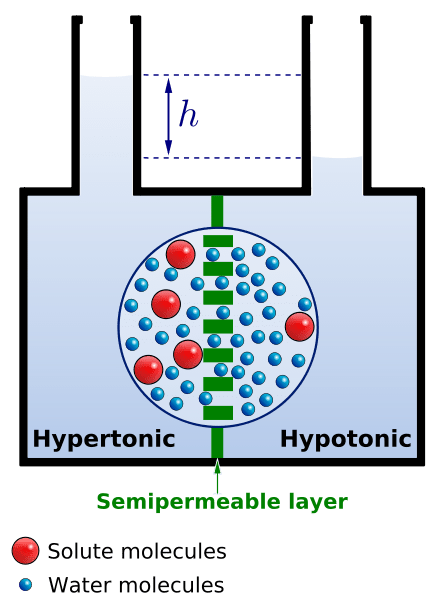Figure 2. The Process of Osmosis