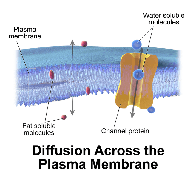Passive Transport Definition And Examples Biology Online Dictionary
