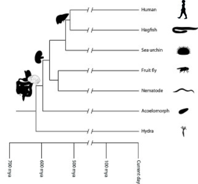 Animal phylogeny depicting the evolution of major organs of higher organisms.